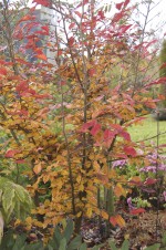 xSycoparrotia semidecidua