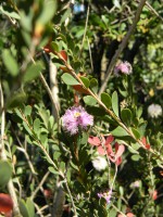 Melaleuca nesophila