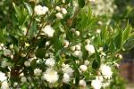 Myrtus communis 'Flore Pleno'