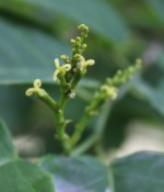 Neoshirakia japonica