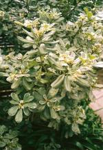 Pittosporum tobira 'Variegata'