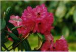Rhododendron x 'Red Argenteum'