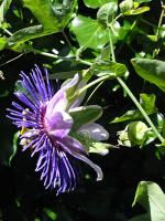 Passiflora 'Purple Haze'