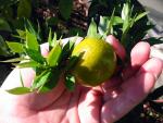 Citrus aurantium 'Myrtifolia'