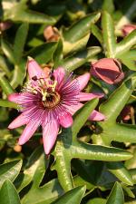 Passiflora x violacea