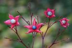 Clerodendrum trichotomum