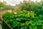 Nelumbo nucifera