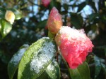 Camellia reticulata 'Captain Rawes'
