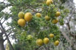 Citrus aurantium 'Myrtifolia'