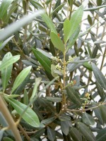 Olea europaea