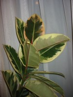 Ficus elastica 'Tricolor'