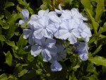 Plumbago auriculata