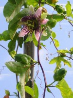 Passiflora x belotii