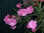 Nerium oleander