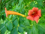 Campsis radicans