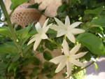 Jasminum sambac