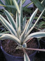 Yucca filamentosa ssp. concava 'Variegata'