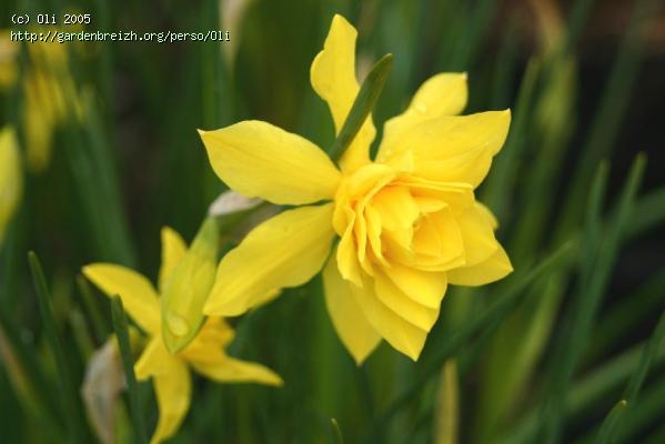 Narcissus x odorus 39;Rugulosus Flore Pleno39;  The Beth Chatto garden 