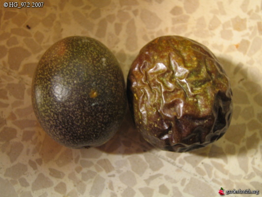 Mes 2 Premiers Fruits De La Passion Murs Hg 972 Les Galeries Photo De Plantes De Gardenbreizh