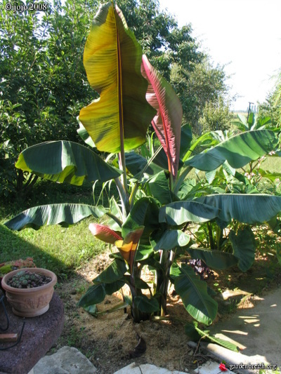 Musa Helens Hybrid Jojo Les Galeries Photo De Plantes De Gardenbreizh 