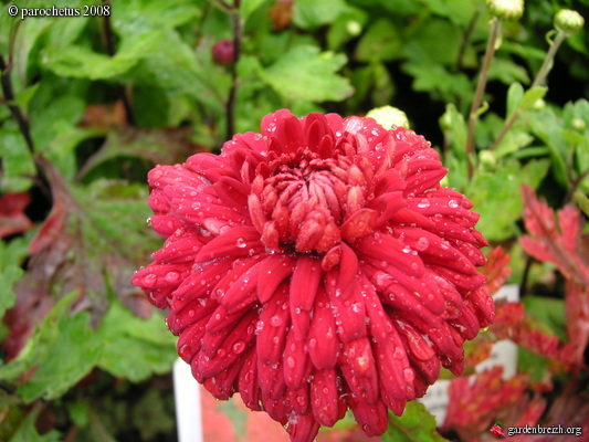 Chrysanthemum Red Velvet