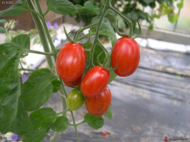 tomate 'Coeur de Pigeon' - 2008 10 04 - Le Potager chez Marcel - Les