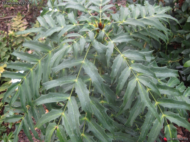 Mahonia Oiwakensis - Mahonia - Les Galeries Photo De Plantes De ...