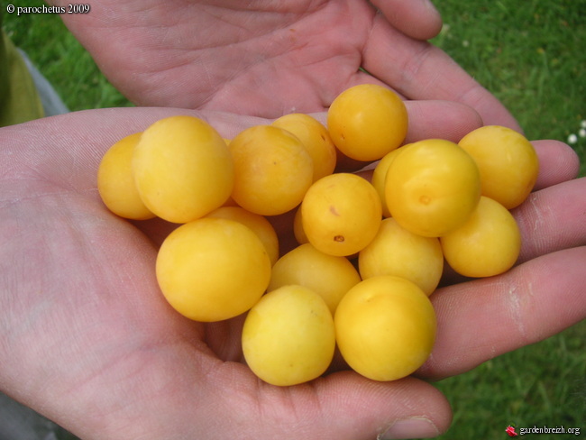 Prunus Cerasifera Prunier Myrobolan Prune Jaune Ronde Parc De