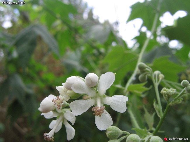 vignette de Sida hermaphrodita