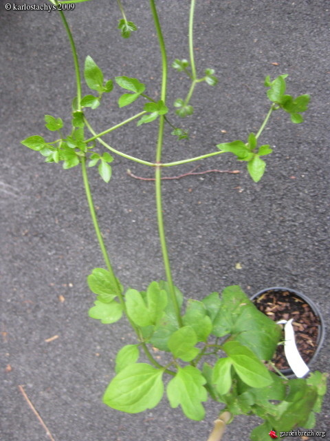clematis terniflora leaves