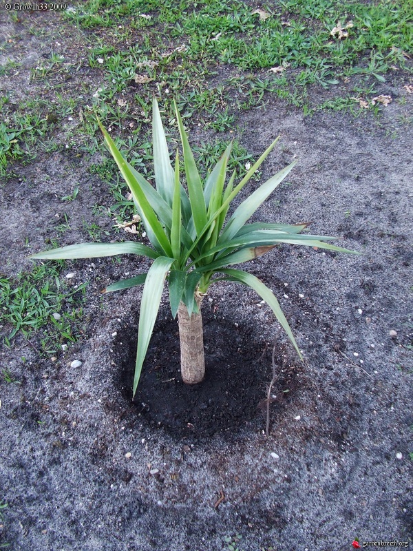planter un yucca elephantipe en pleine terre