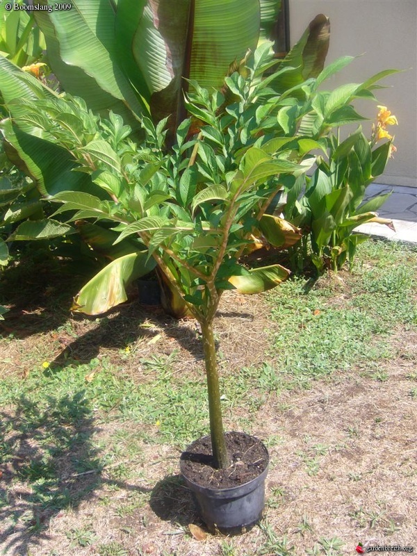 amorphophallus titanum sale. Amorphophallus Titanum: