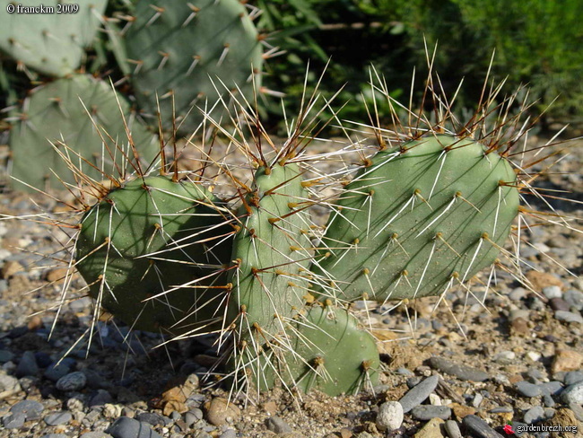 Opuntia Macrorhiza - Opuntias - Les Galeries Photo De Plantes De ...