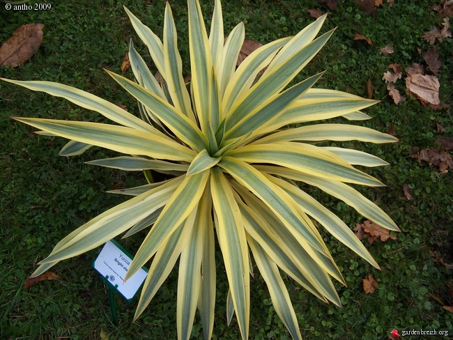 Yucca Bright Star