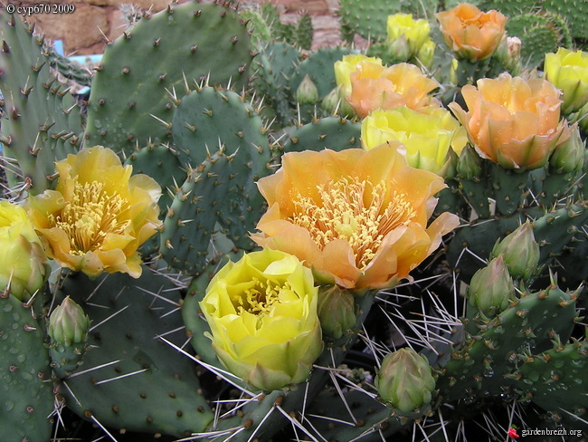 Opuntia Macrorhiza - Mes Cactus Rustiques - Les Galeries Photo De ...