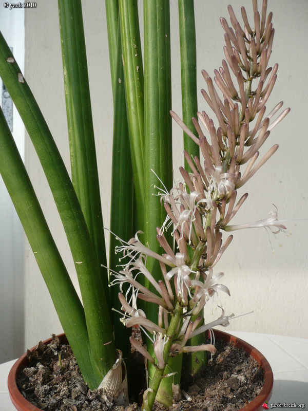 Sansevieria Cylindrica A Ma Collection Mes Plantes Les Galeries Photo De Plantes De 