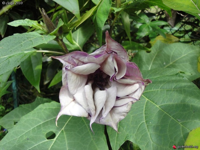 Datura Violet 6 Floraison Sept Oct Les Galeries Photo De Plantes De