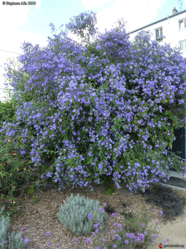 Solanum = Lycianthes Jardin des