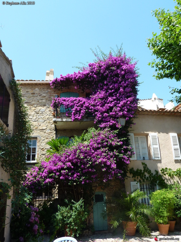 Bougainvillea spectabilis (x) glabra 'Violet de Mèze' - Bougainvillier