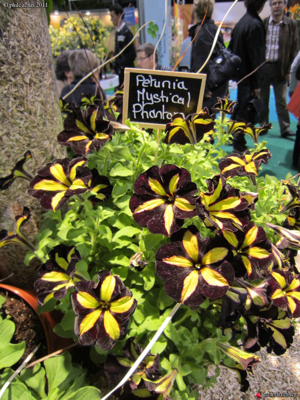 petunia 'mystical phantom' - Salon du végétal Angers 2011 - 