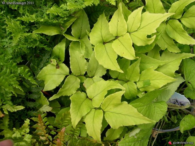 la rencontre des cellules reproductrices chez les plantes a fleurs