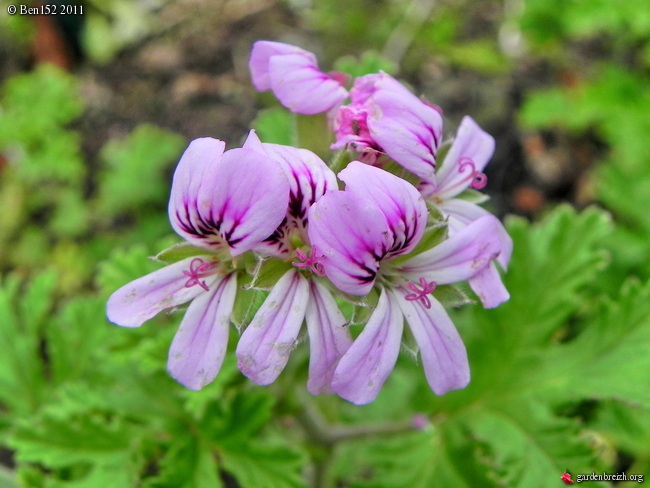 Pelargonium Graveolens - Ile De La Réunion - Les Galeries Photo De ...