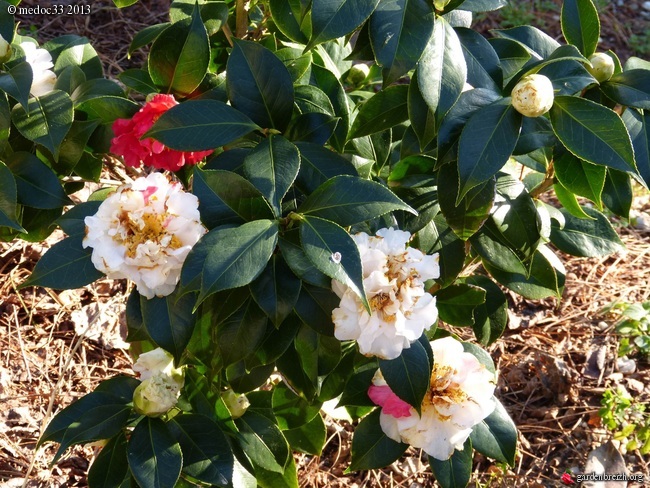 Camellia japonica Scented sun parfumé et changeant au 21 02 13 - Mes