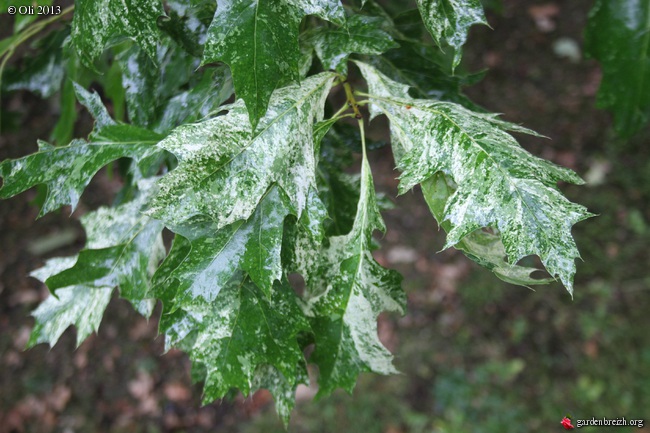 Acer davidii subsp. grosseri 'Dawes Emerald Tiger' - Dawes Emerald