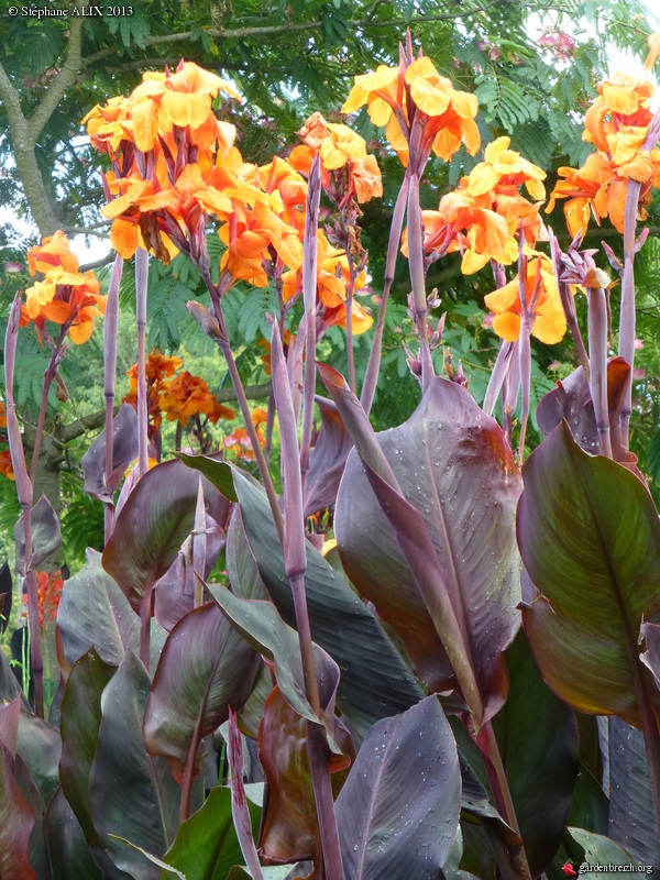 Canna 'Wyoming' - Canna Orange Au Feuillage Pourpre - Bulbes , Cormes ...