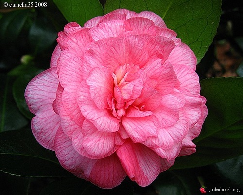 Camélia ' CAN CAN ' camellia japonica - Mon petit parc en hiver