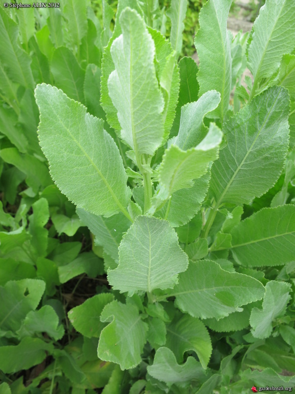 Tanacetum balsamita = Balsamita major = Chrysanthemum balsamita