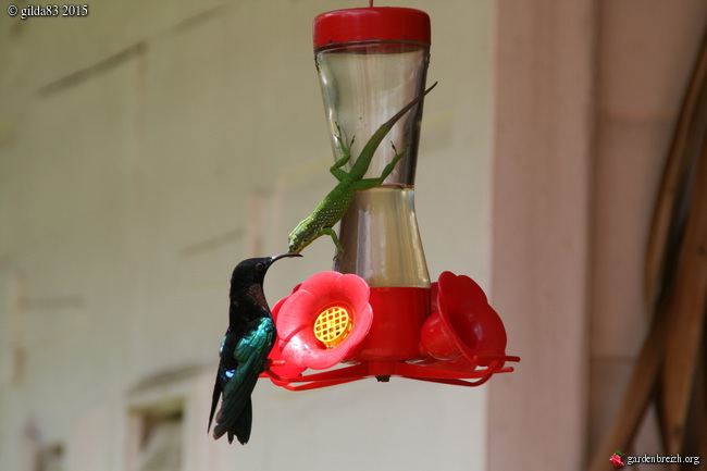 Mangeoire lézard et colibri (oiseau-mouche) - Jardin de Balata - Les  galeries photo de plantes de GardenBreizh