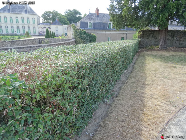 haie de feijoa sellowiana