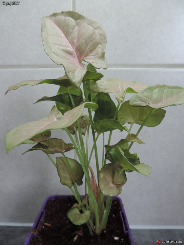 Syngonium Neon robusta